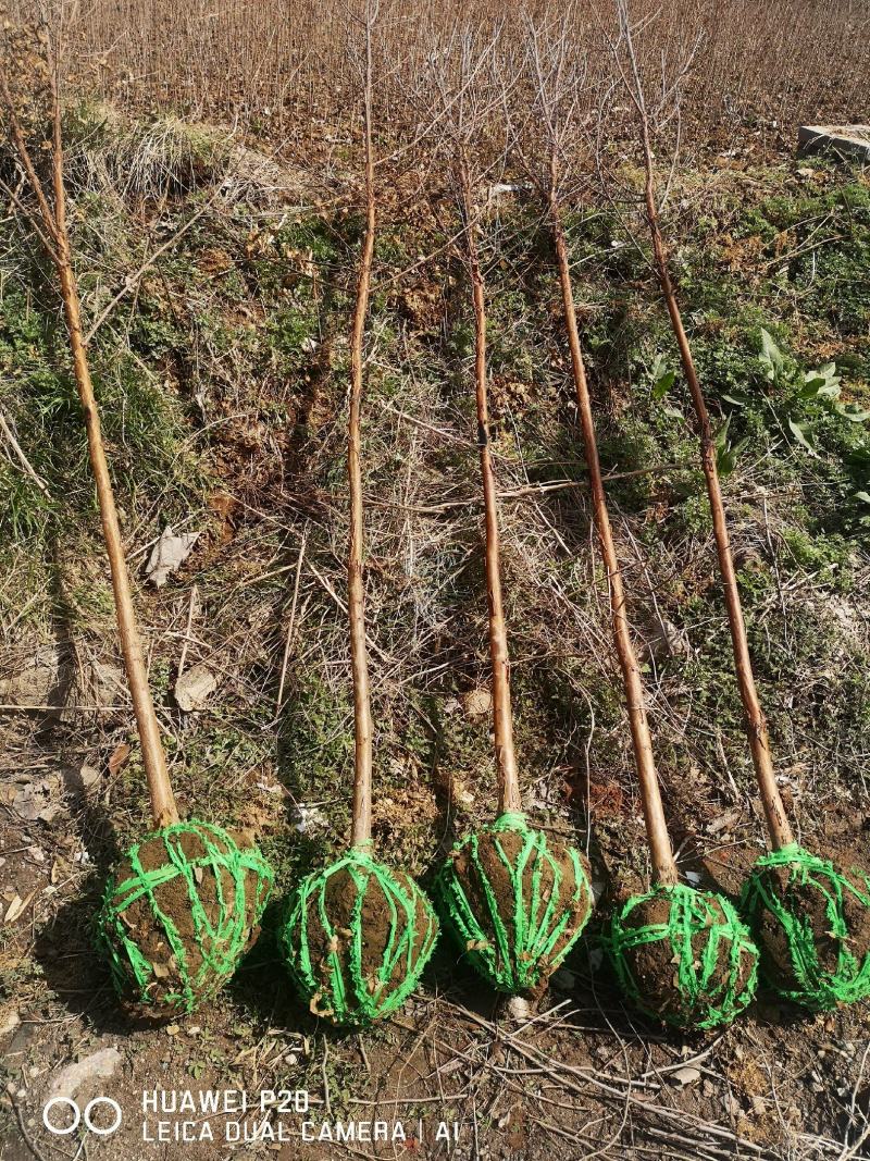 血皮槭/中华血皮槭小苗30~50cm