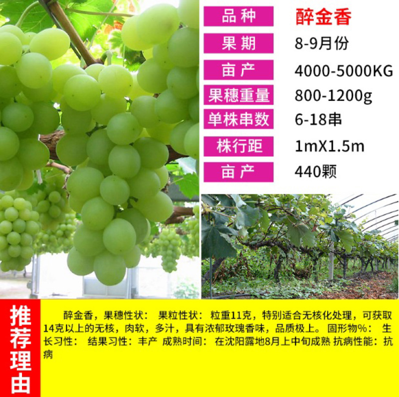 醉金香葡萄苗嫁接葡萄苗根系发达成活率高现挖现卖