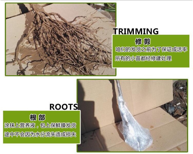 醉金香葡萄苗嫁接葡萄苗根系发达成活率高现挖现卖