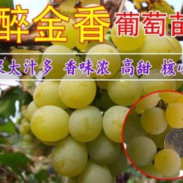 醉金香葡萄苗嫁接葡萄苗根系发达成活率高现挖现卖