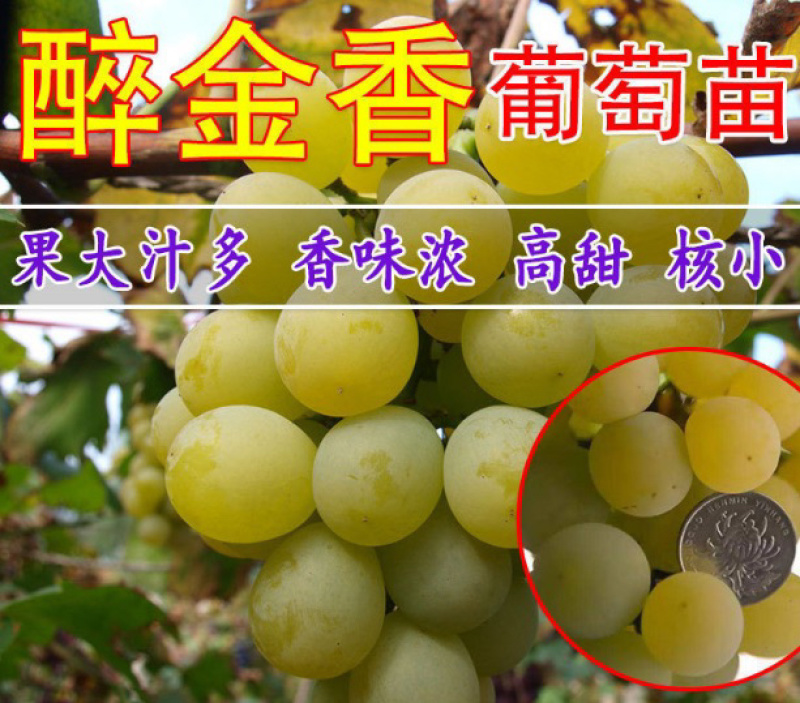 醉金香葡萄苗嫁接葡萄苗根系发达成活率高现挖现卖