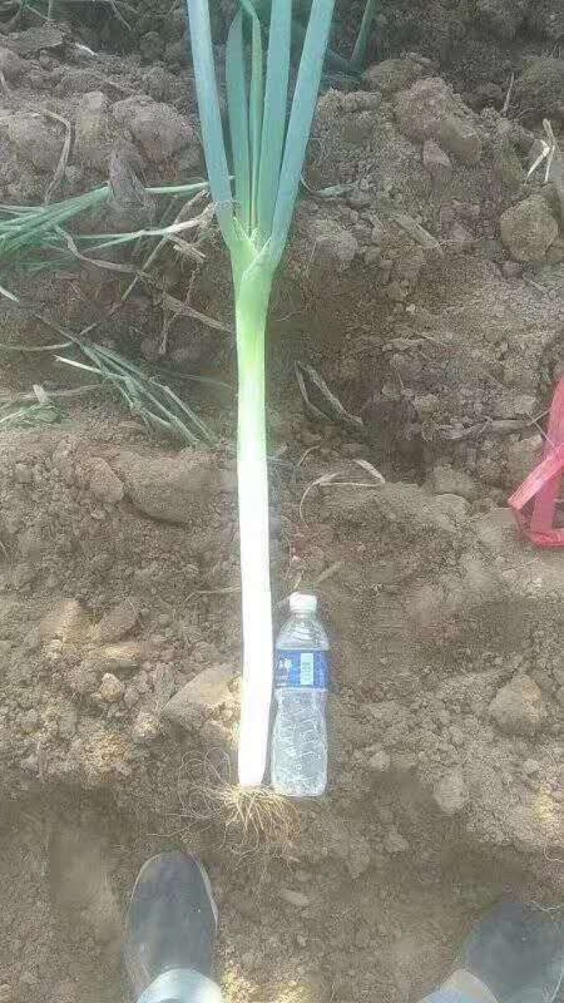河北饶阳长白大葱大量上市，产地直销，可供各个加工厂超市！