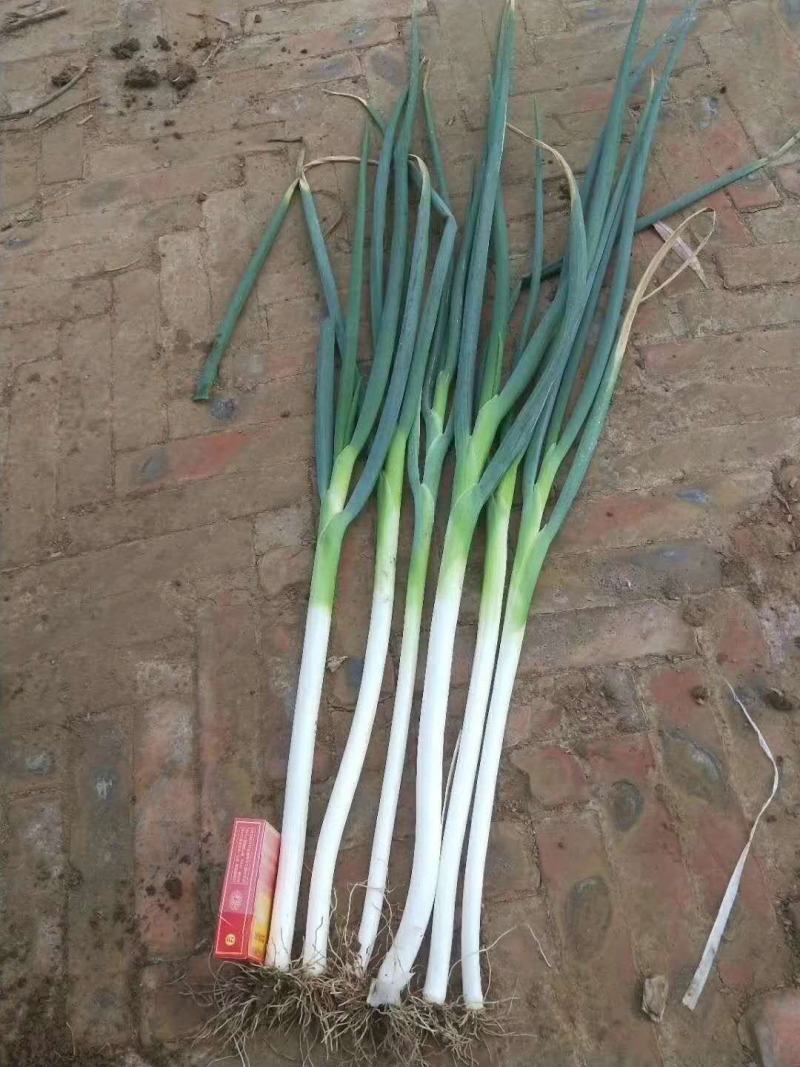 河北饶阳长白大葱大量上市，产地直销，可供各个加工厂超市！