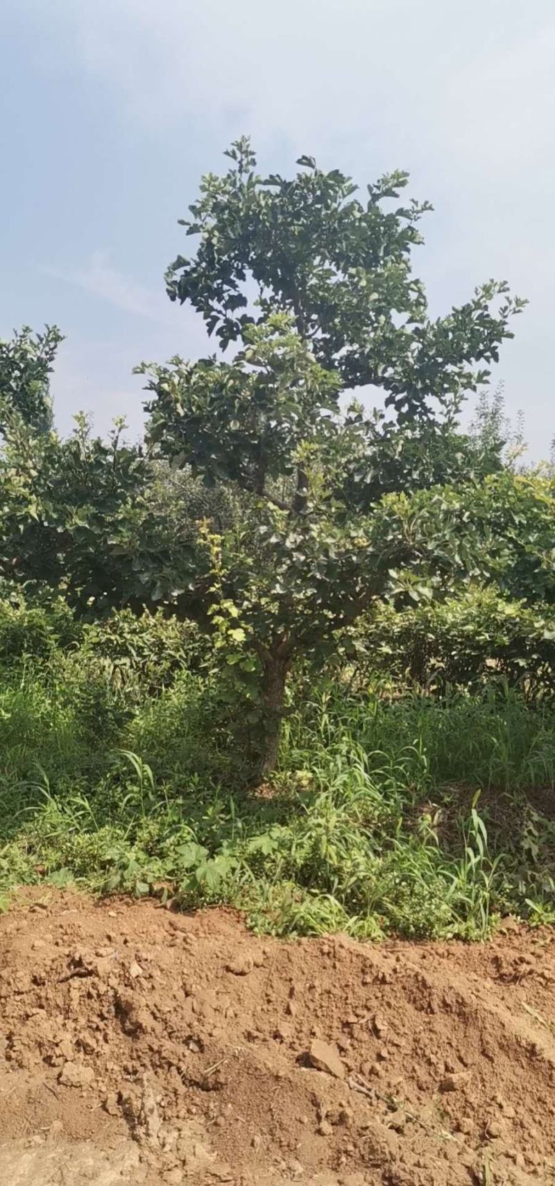 山楂树，各种规格的都有，占地精品