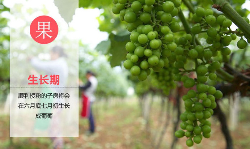 浪漫红颜葡萄苗葡萄嫁接苗自家苗圃量大从优基地直销