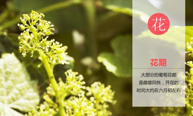 浪漫红颜葡萄苗葡萄嫁接苗自家苗圃量大从优基地直销