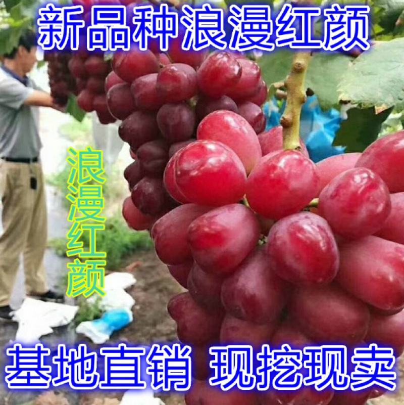 浪漫红颜葡萄苗葡萄嫁接苗自家苗圃量大从优基地直销