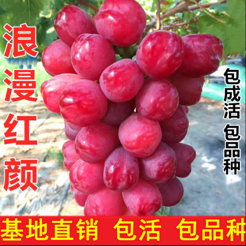 浪漫红颜葡萄苗葡萄嫁接苗自家苗圃量大从优基地直销
