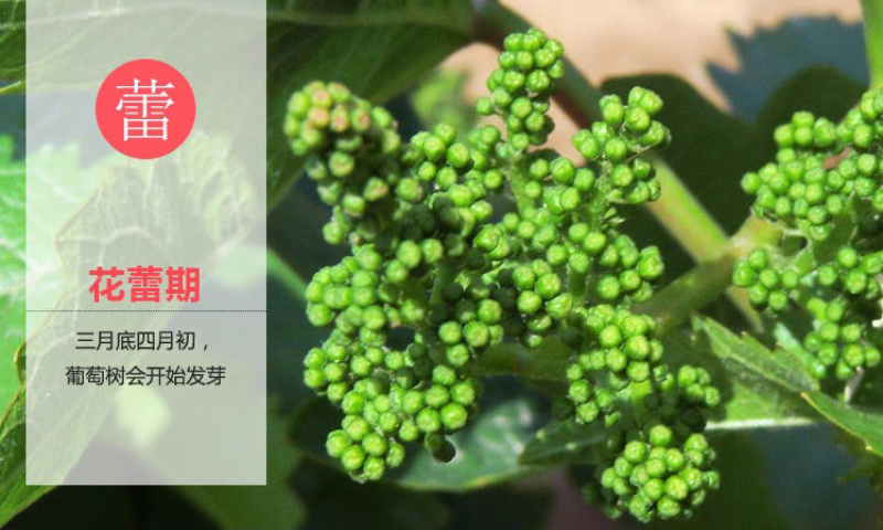 浪漫红颜葡萄苗葡萄嫁接苗自家苗圃量大从优基地直销