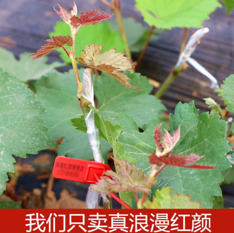 浪漫红颜葡萄苗葡萄嫁接苗自家苗圃量大从优基地直销