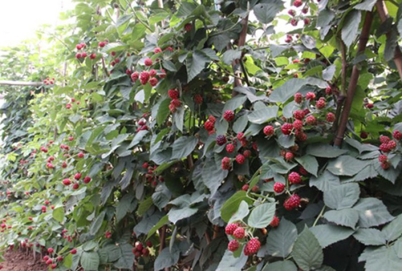 双季树莓苗树草莓南北方种植现挖现卖保证品种