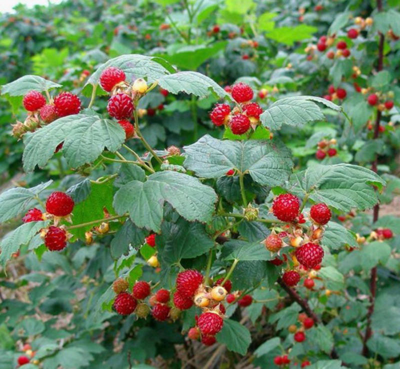 双季树莓苗树草莓南北方种植现挖现卖保证品种