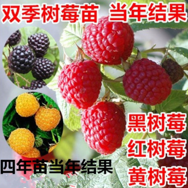 双季树莓苗树草莓南北方种植现挖现卖保证品种
