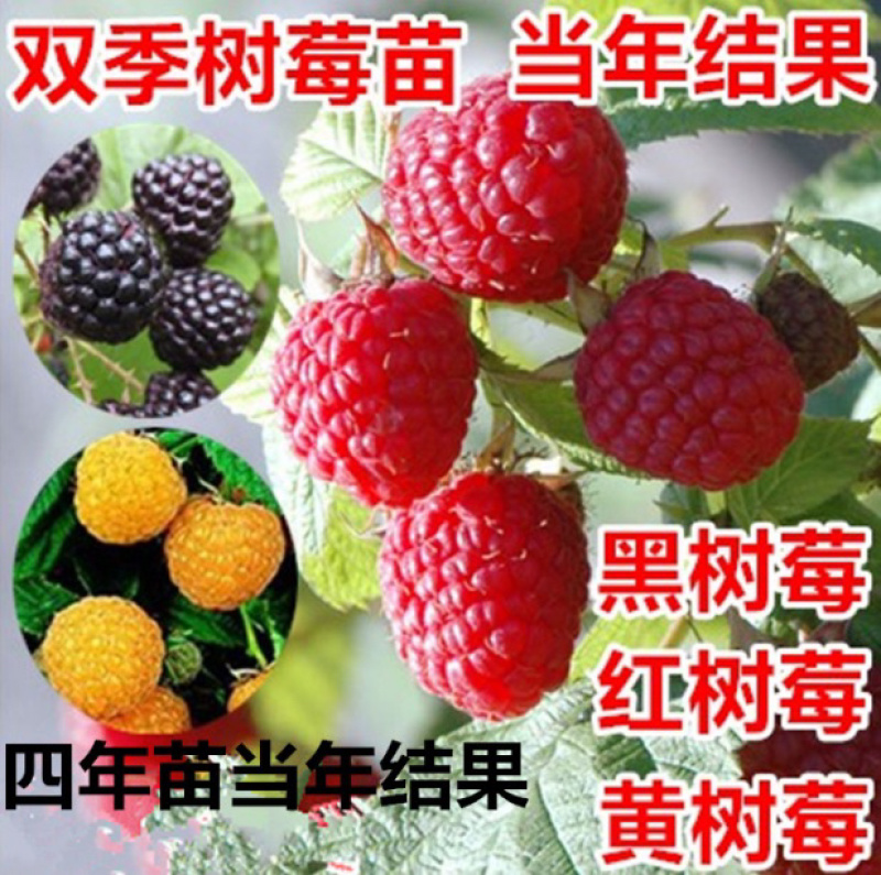 双季树莓苗树草莓南北方种植现挖现卖保证品种
