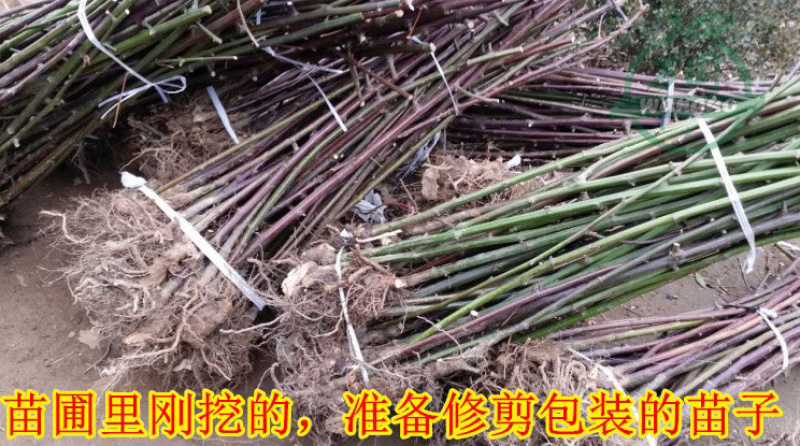 双季树莓苗树草莓南北方种植现挖现卖保证品种