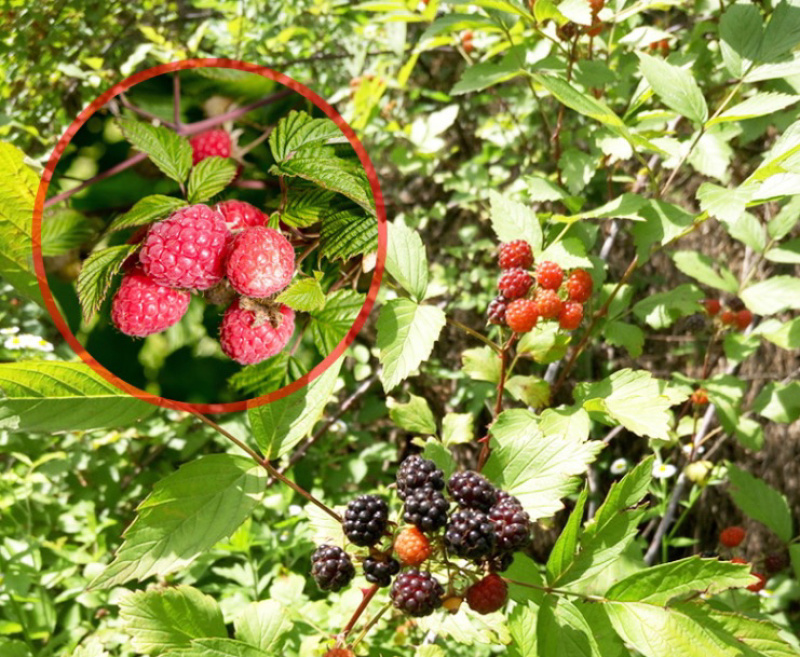 双季树莓苗树草莓南北方种植现挖现卖保证品种