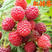 双季树莓苗树草莓南北方种植现挖现卖保证品种