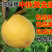 黄金蜜桃桃树苗嫁接桃树苗可南北方种植死苗补发