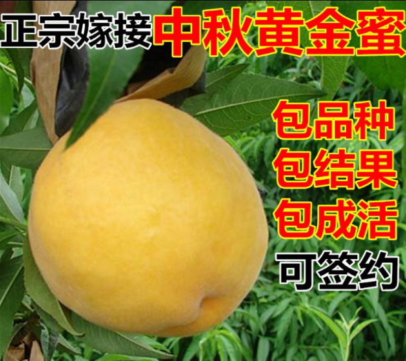 黄金蜜桃桃树苗嫁接桃树苗可南北方种植死苗补发