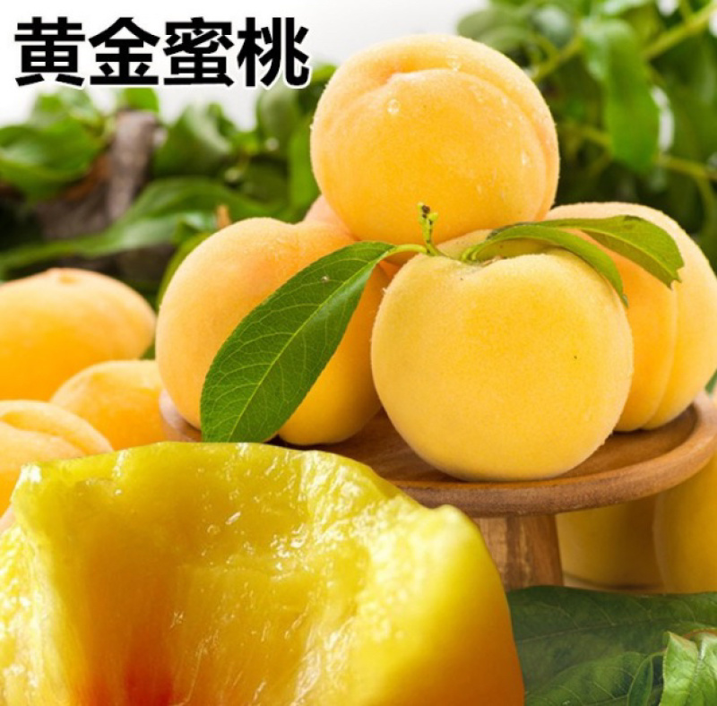 黄金蜜桃桃树苗嫁接桃树苗可南北方种植死苗补发