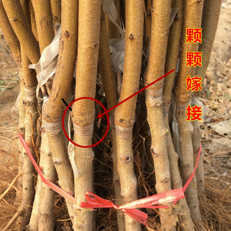 黄金蜜桃桃树苗嫁接桃树苗可南北方种植死苗补发