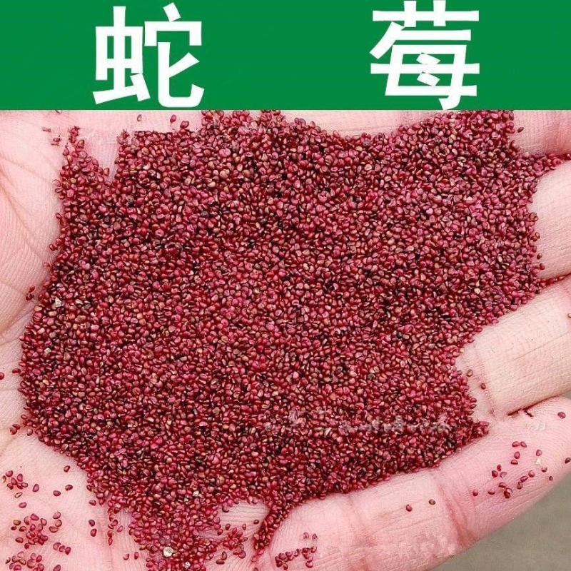 蛇莓种子