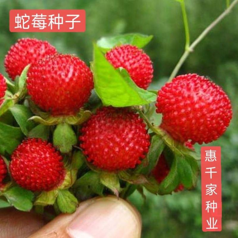 蛇莓种子