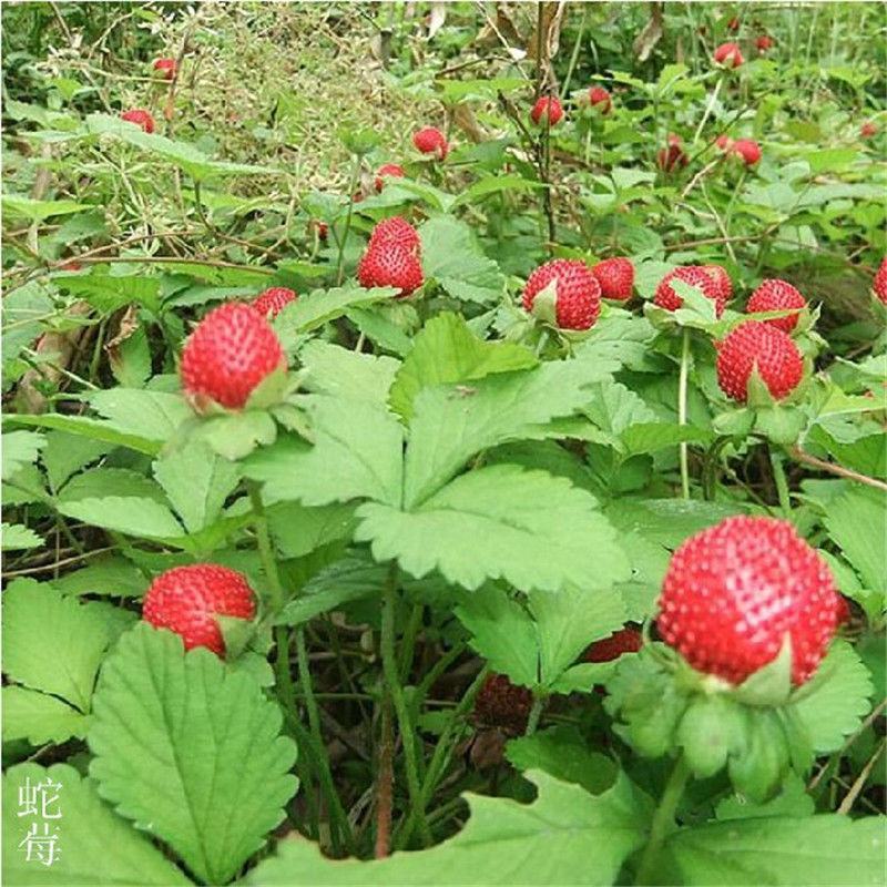蛇莓种子