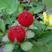 蛇莓种子阳台庭院种植观果植物盆栽花卉春秋季易种草莓