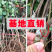 奥红一号红梨苗嫁接梨树苗品种纯正规格齐全量大从优