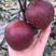 奥红一号红梨苗嫁接梨树苗品种纯正规格齐全量大从优