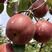 奥红一号红梨苗嫁接梨树苗品种纯正规格齐全量大从优