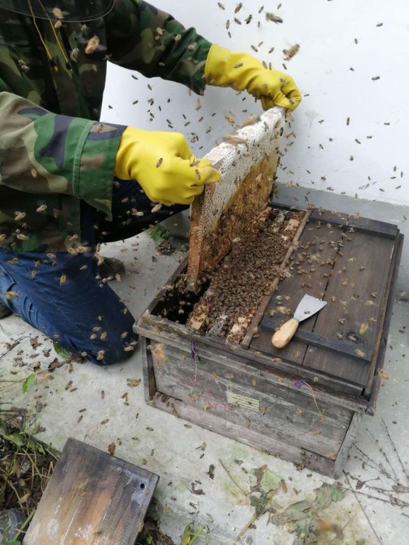 深山老刘中华土蜂乌桕蜜