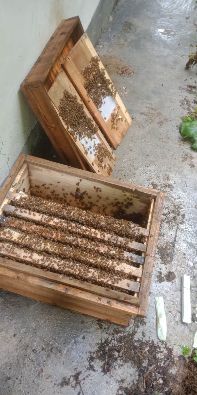 深山老刘中华土蜂乌桕蜜
