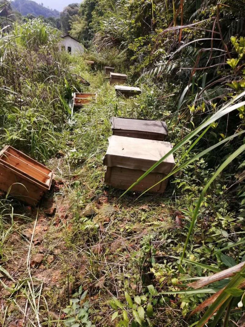 深山老刘中华土蜂乌桕蜜
