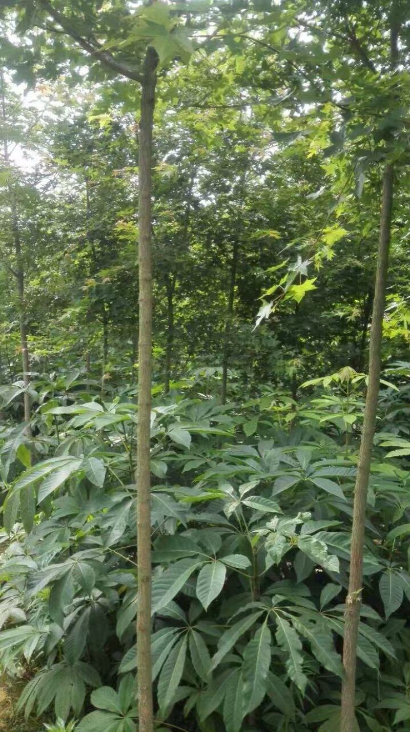 七叶树/娑罗树/嵩县彩叶花木优价供应七叶树2~18cm苗