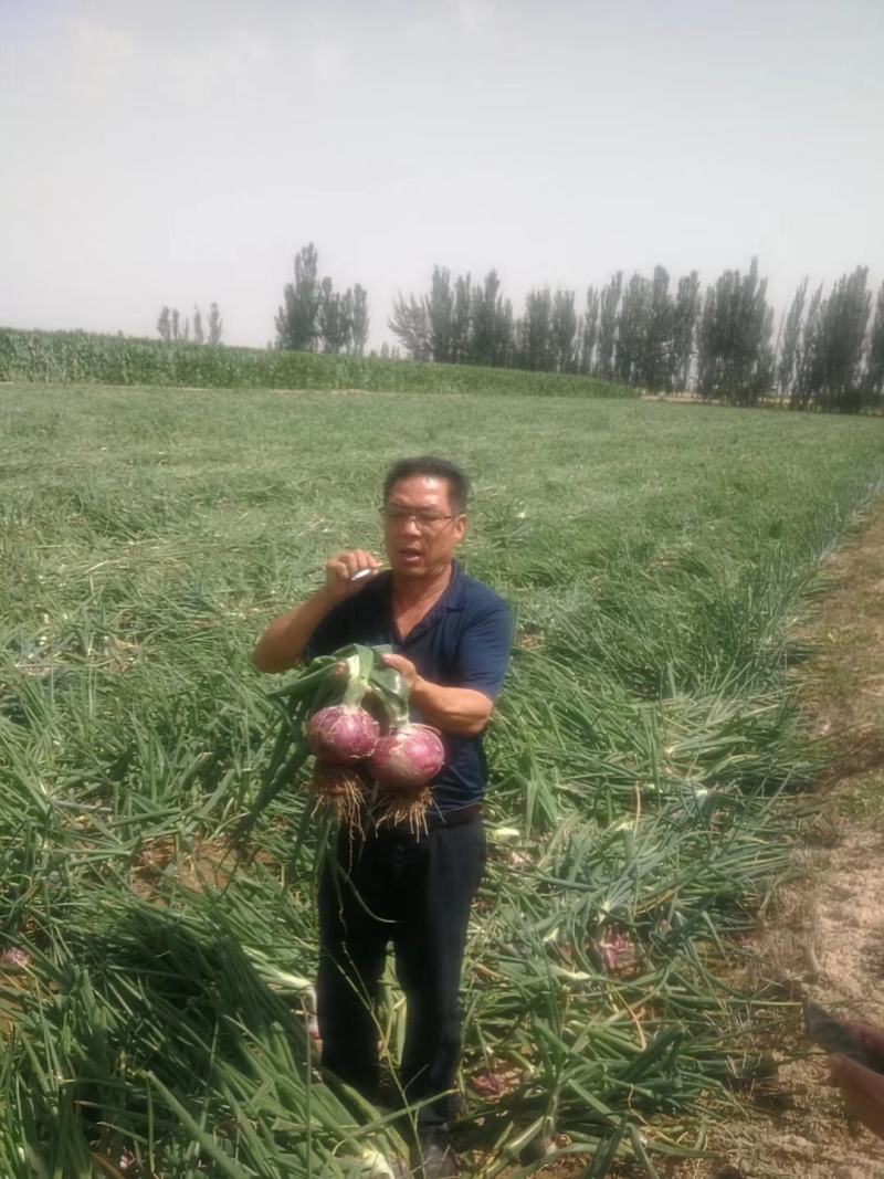 精装秦红宝早熟3号/晚熟6号紫红皮椭圆葱种子