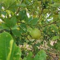 好靓香水柠檬果清香可口