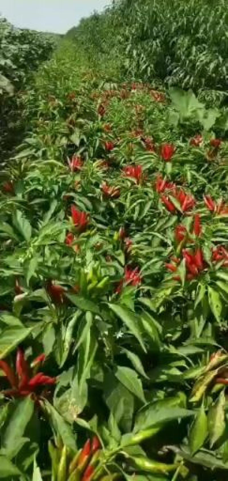 威县中秋王蜜桃大量上市欢迎广大客商前来釆购！