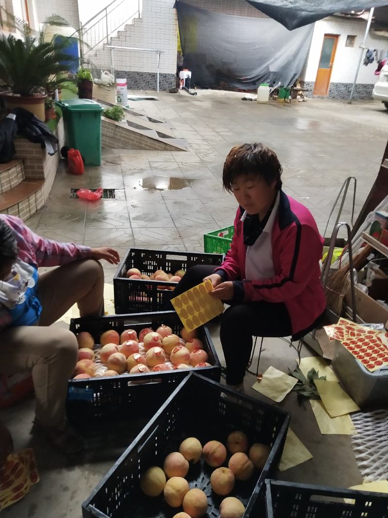 威县中秋王蜜桃大量上市欢迎广大客商前来釆购！
