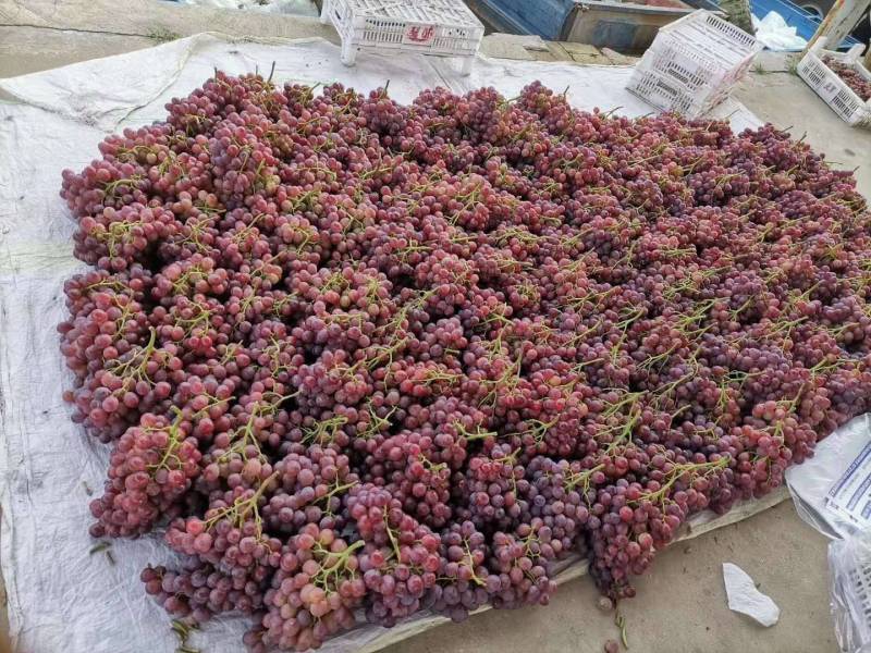 精品红提葡萄大量供货新鲜葡萄咸阳葡萄代发全国市场