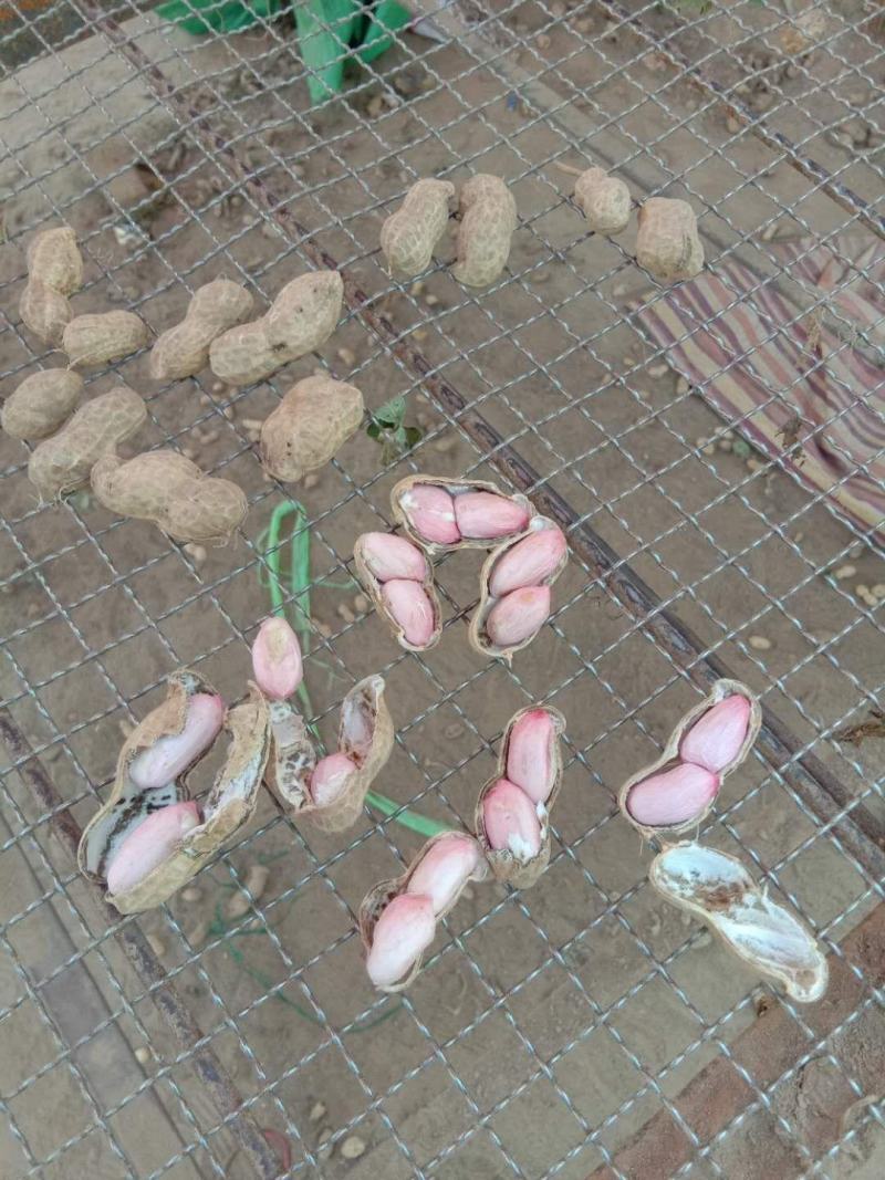 【鲜花生】精品白沙系列花生产地现挖可视频看货