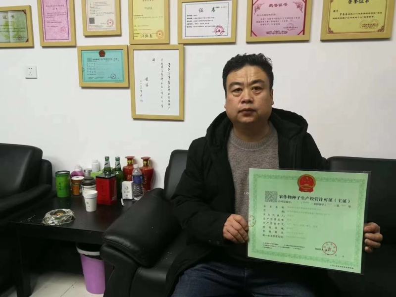 精装秦红宝早熟3号/晚熟6号紫红皮椭圆葱种子