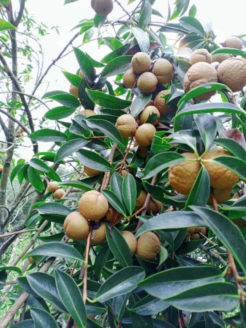 野山茶果干籽，红花茶果，红花油茶果，大量批发零售，