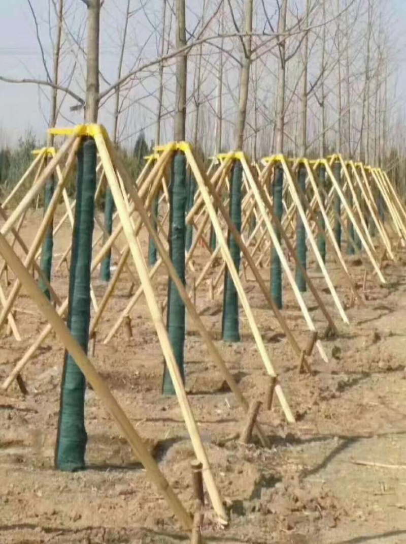 绿化树支撑杆，厂家直供，质量保障，直供全国各大苗木基地