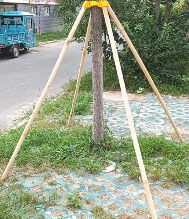 绿化树支撑杆，厂家直供，质量保障，直供全国各大苗木基地