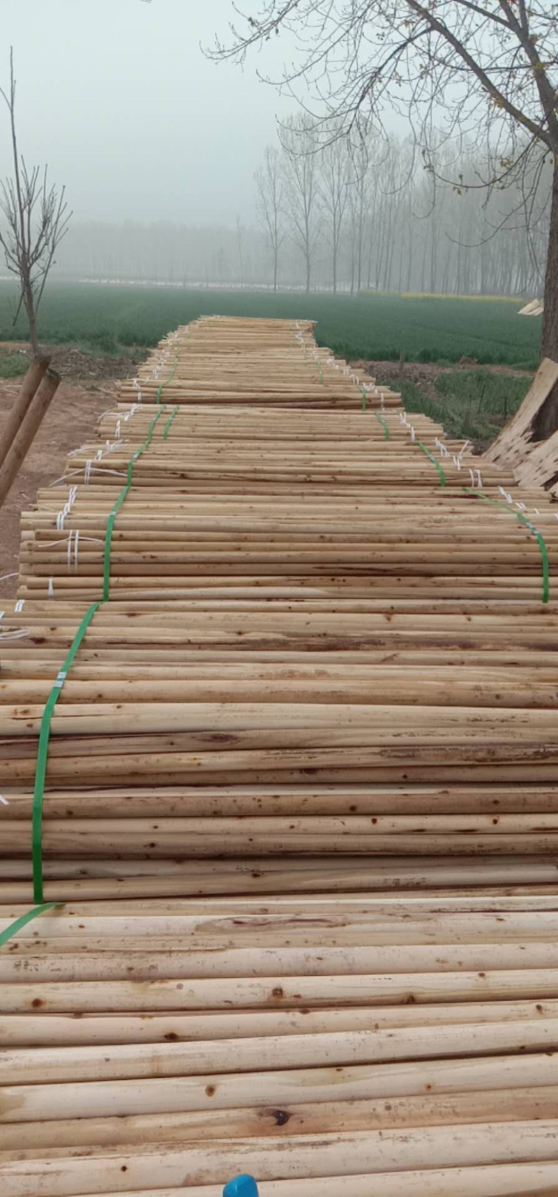 绿化树支撑杆，厂家直供，质量保障，直供全国各大苗木基地