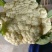 《精选》有机花菜松花菜大量供应一手货源代发全国