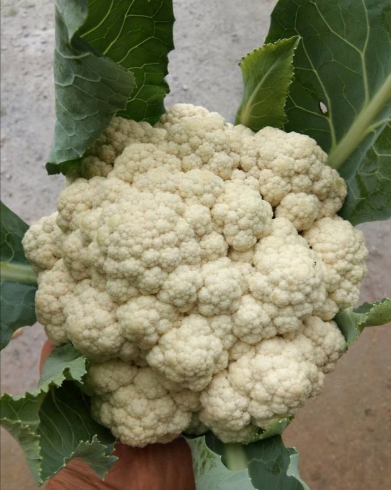 《精选》有机花菜松花菜大量供应一手货源代发全国