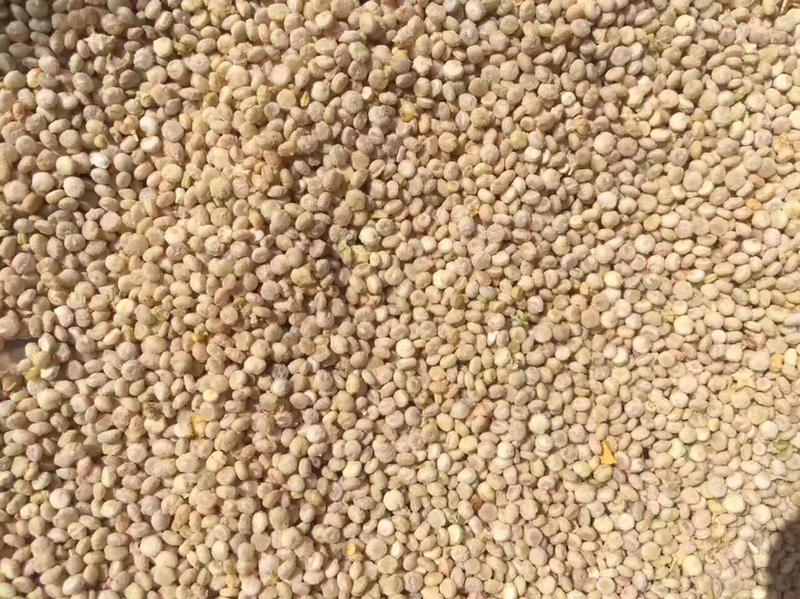 藜麦种子青海国产藜麦青藜1号、3号、雪藜6号、格藜